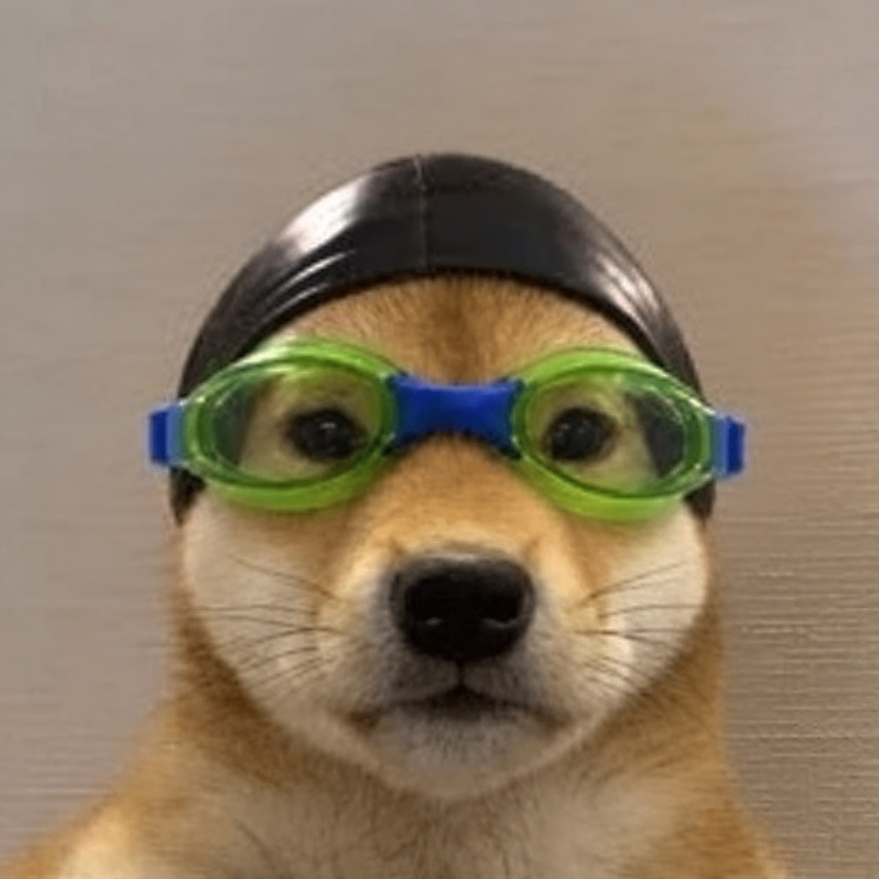 DOGWIFNAS wearing a swim cap and goggles